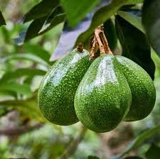 9 Health Benefits of Avocados