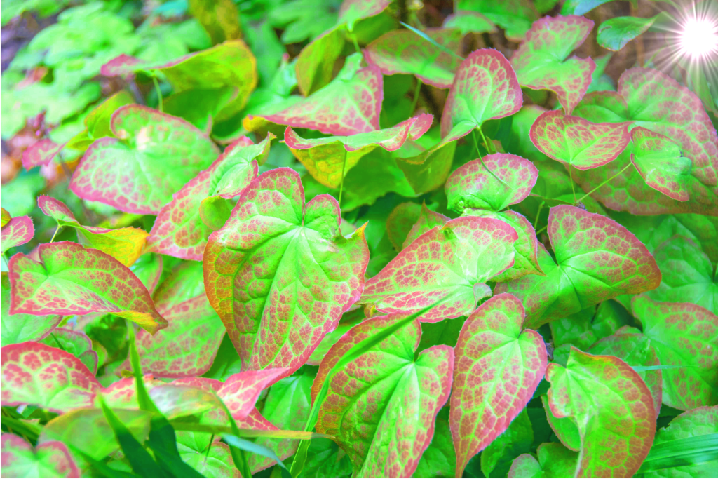 Horny Goat Weed Uses Benefits And Side Effects HealthEvoke
